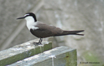 Bridled Tern, photo &copy; Joseph DiCostanzo