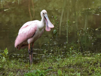 Roseate Spoonbill, photo © Kevin McGann
