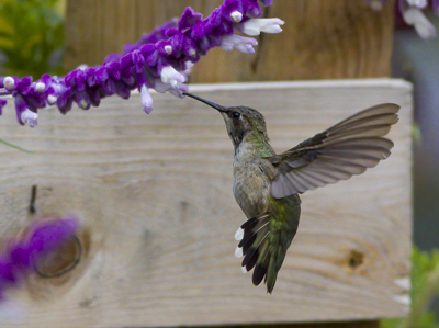Black-chinned Hummingbird, photo � John Gluth