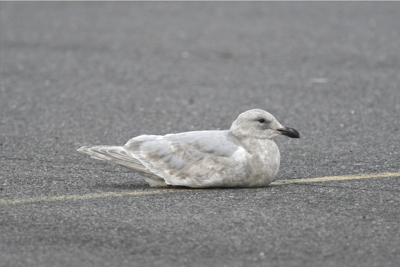Glaucous-winged Gull</strong>, photo  &copy; Gary Chapin