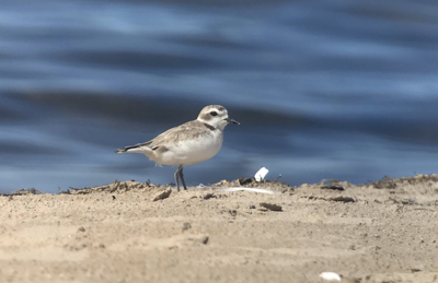 Snowy Plover, photo &copy; Shai Mitra