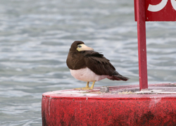 Brown Booby, photo &copy; Gary Chapin