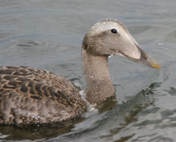 Common Eider, photo &copy; Dominic Sherony