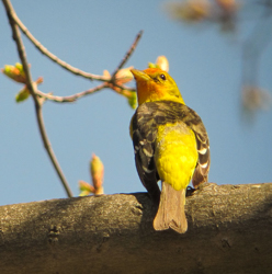 Western Tanager, photo � Willie D'Anna