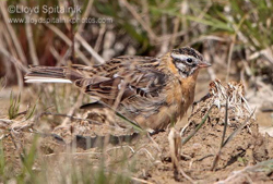 Smith�s Longspur photo �  Lloyd Spitalnik