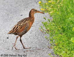 King Rail, photo � Deborah Tracy-Kral