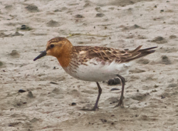 Red-necked Stint, photo � John Gluth