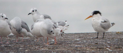 Elegant Tern, photo � Willie D'Anna