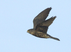 "Black" Merlin, photo � Tom Johnson