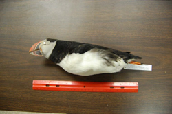 Atlantic Puffin, photo &copy; Jeremy Kirchman