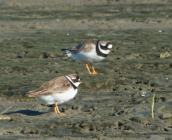 Common Ringed Plover (with Semipalmated Plover), photo &copy; John Gluth