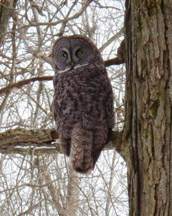 Great Gray Owl, photo &copy; Ed Sykes