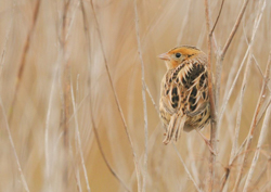 LeConte's Sparrow, photo &copy; James Pawlicki