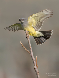 Cassin's Kingbird, photo &copy; David Speiser