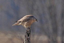 Gyrfalcon, photo &copy; Gordon Ellmers