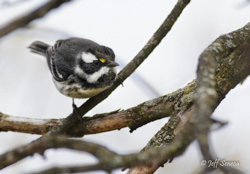 Black-throated Gray Warbler, photo &copy; Jeff Seneca