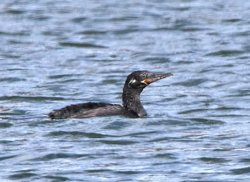 Neotropic Cormorant, photo &copy; James Pawlicki