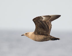 South Polar Skua, photo &copy; Sean Sime