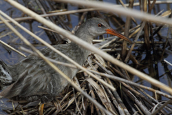 Clapper Rail, photo &copy; Steve M. Chorvas
