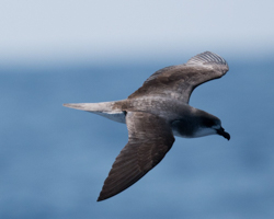 Fea's Petrel, photo &copy; John Shemilt