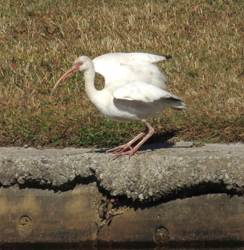 White Ibis, photo &copy; Pamela Langford