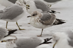 Mew Gull, photo &copy; Shane Blodgett