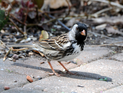 Harris's Sparrow, photo &copy; Cathy Marcotte