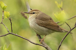 Swainson's Warbler, photo &copy; Deborah Allen