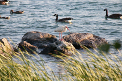 White Ibis, photo &copy; Chris Kundl