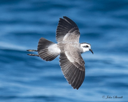 White-faced Storm-Petrel, photo &copy; John Shemilt