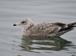 California Gull, photo &copy; Daniel Frazer