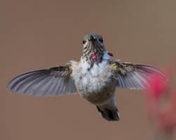 Calliope Hummingbird, photo &copy; John Shemilt