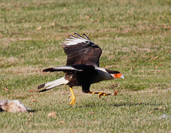 Crested Caracara, photo by Matthew Zeitler Crested Caracara, photo by Matthew Zeitler